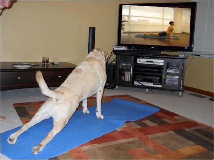 Doggy Yoga